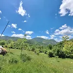 Disha Tirana