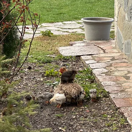 بيت خشبي Disha