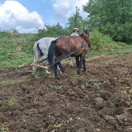 Disha بيت خشبي *