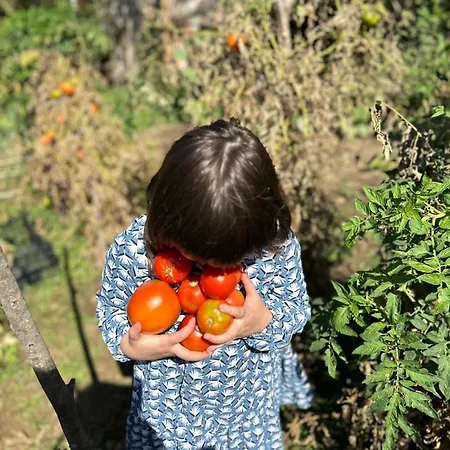 Disha * טיראנה