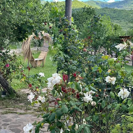 Disha * ティラナ