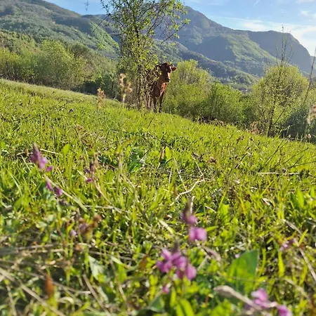 Disha * ティラナ