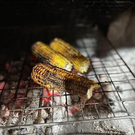 Disha * ティラナ